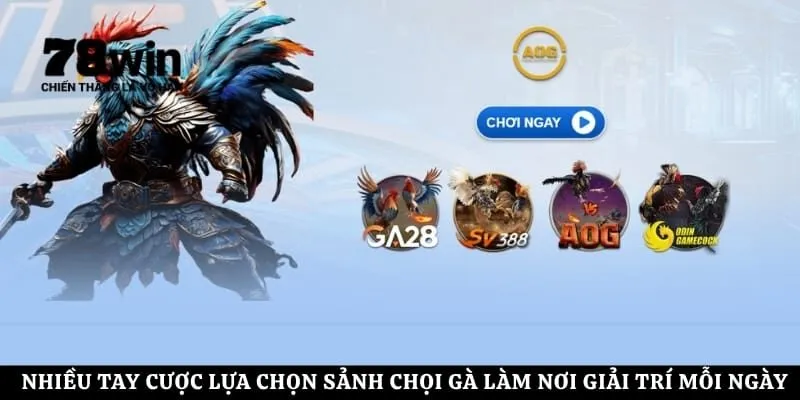 Nhiều tay cược lựa chọn sảnh chọi gà làm nơi giải trí mỗi ngày