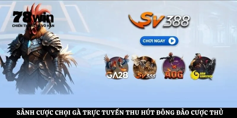 Sảnh cược chọi gà trực tuyến thu hút đông đảo cược thủ